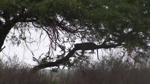 Leopard Resting In Tree