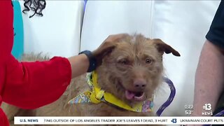 Pet of the week: Olivia Dogrigo