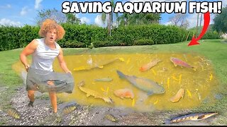 Saving AQUARIUM FISH From FLOODED POND!