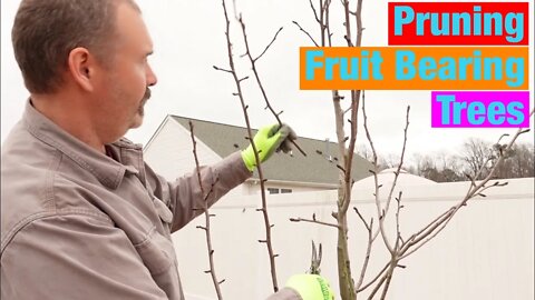 Pruning fruit bearing trees in a young backyard orchard