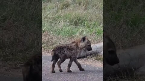 Kruger National Park Sightings Today 24/11/21 (Hyena, Hippo, etc) | #shorts