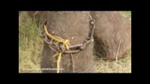 This Elephant Suffered 50 Years Of Abuse Then When He Was Freed, His Reaction Was Painfully Human