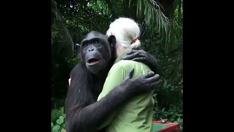 Rehabilitated Chimpanzee named Wounda