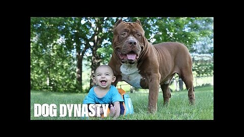 Giant Pit Bull Hulk & The Newborn Baby _ DOG DYNASTY