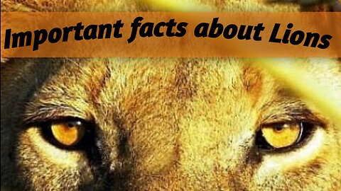 Facts about Lions Life