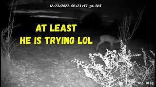 Trail Cam Video - One Horned Bandit Strikes Again lol