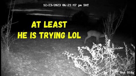 Trail Cam Video - One Horned Bandit Strikes Again lol