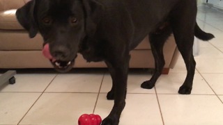 Labrador has unique method of finding dog treats