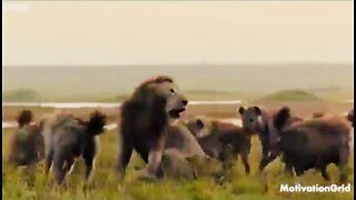 📣😎🇺🇸 This Lion "President Trump" gets attacked by 20 Hyenas "MSM" and then the unexpected happens.