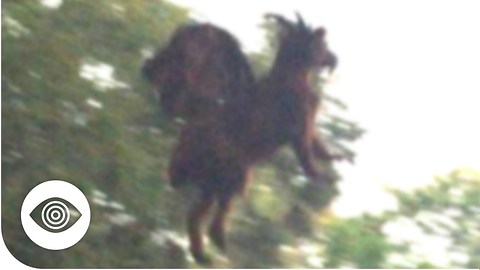 Does The Jersey Devil Exist?