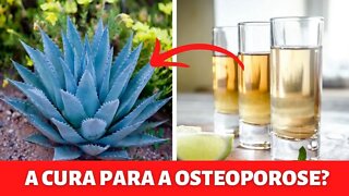 A "PLANTA DA TEQUILA" PODE TRATAR A OSTEOPOROSE NATURALMENTE