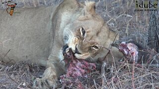 Daughters Of The Mapogo Lions - Rebuilding The Othawa Pride - 128: Eating A Warthog