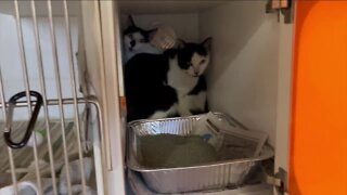 25 cats rescued from side of I-75 in Hillsborough County