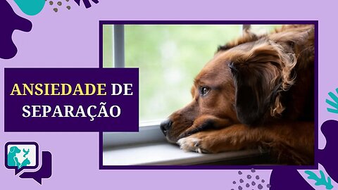 Ansiedade de Separação em Cachorro - Possível Motivo do CACHORRO ESTAR TRISTE e DICAS do que fazer