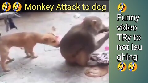 🤣 Funny video Dog fun with monkey 😁 Try to not laugh