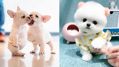 Cute Baby Pets | Aww Cute Baby Animals | Cute Animals Kids | Cute Baby Animals Kids Video 2024