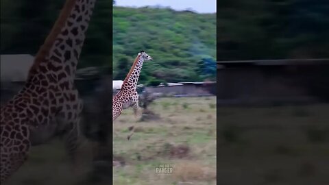 Giraffes Run Past Camp #Wildlife | #ShortsAfrica