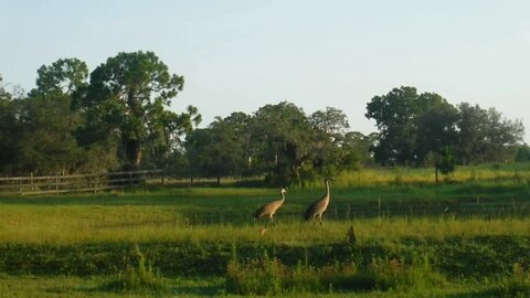 Sandhill Crane Family On Friday Afternoon