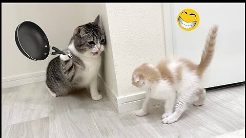 Funny Animal Videos 2023 🥰 - Funniest Dogs and Cats Videos 😁 #1