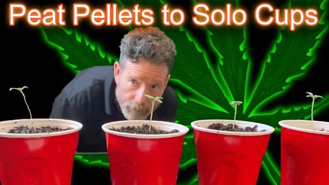 How to Transfer Cannabis Seedlings From Peat Pellets to Solo Cups