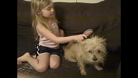 How To Brush A Wet Dog