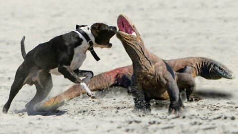 Komodo Dragon VS American Pitbull