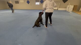 Queen Sophia Kay of the South AKC stay and circle lesson