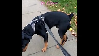 Bella Found the Best Leaf🍁and I Sing Yahusha Loves U Yes I Know! #puppy#cutenessoverload #rottweiler