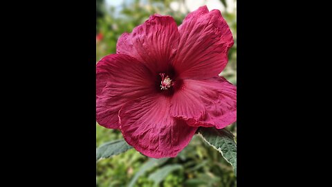 Hibiscus