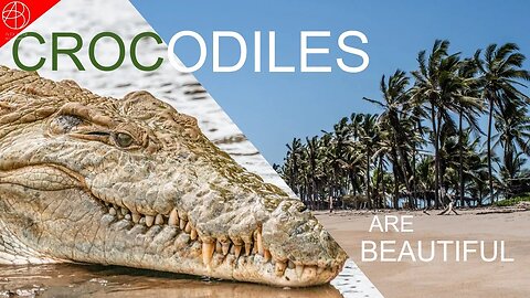 WHY CROCODILES are BEAUTIFUL ?