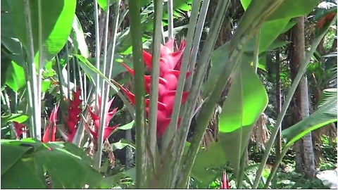 Tour through National Tropical Botanical Gardens in Hawaii