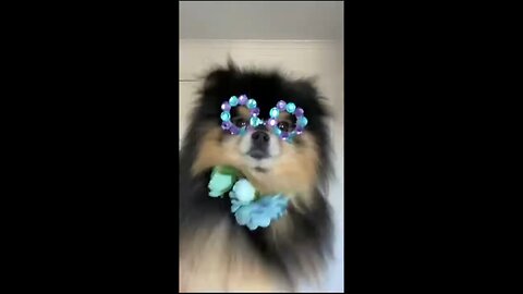 funny video of puppy to decide his own dress to wear