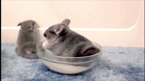 Cutest baby Chinchillas Compilation., Funny cute pets lovers, #chincnilla