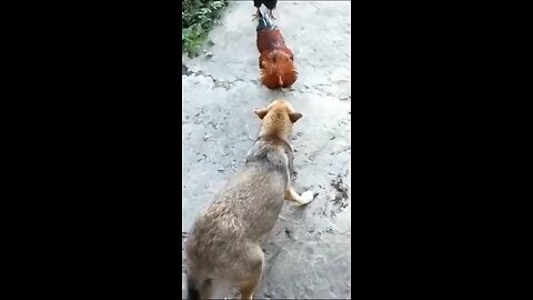 dog vs cock funny videos 🤣🤣