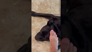 Foot pet