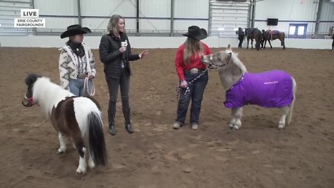 Equifest is this weekend at the Erie County Fair Grounds - Part 4