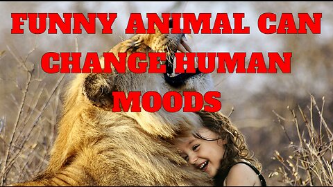 funny animal can change human moods