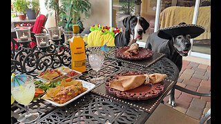 Festive Great Danes Celebrate A Funny Cinco De Mayo Fiesta