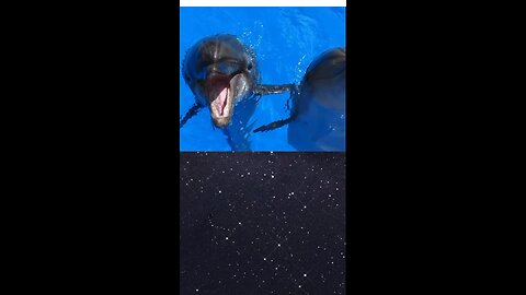 Dolphin Speaks