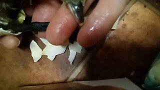 Muscovy Duckling, being helped out of the egg ( Video 1)