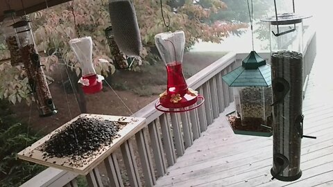 Live Sept 29 2021 Bird Feeder in Asheville NC. In the mountains