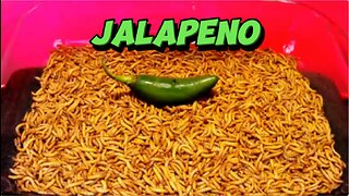 MEALWORMS VS JALAPENO