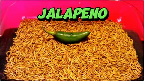 MEALWORMS VS JALAPENO