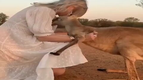 Australian kangaroo hugging a beautiful girl in a romantic scene l Amazing video l Romantic animal