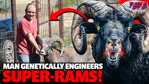 Montana Rancher CAUGHT genetically engineering SUPER-RAMS!