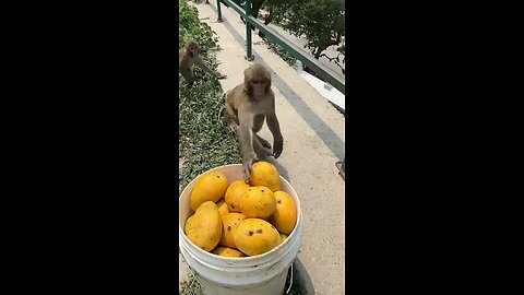 Mango lovers