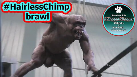 Jambo The Hairless Chimp In A Huge Brawl
