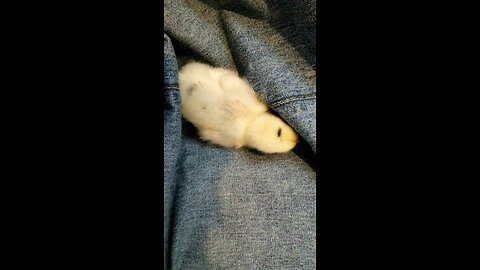 Baby chicks dust bathing in my lap