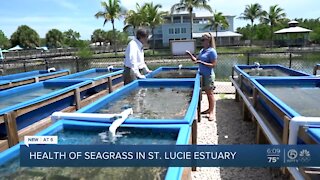 Health of seagrass in St. Lucie Estuary, Indian River Lagoon tied to discharges