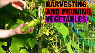Harvesting and pruning zucchini and cucumbers